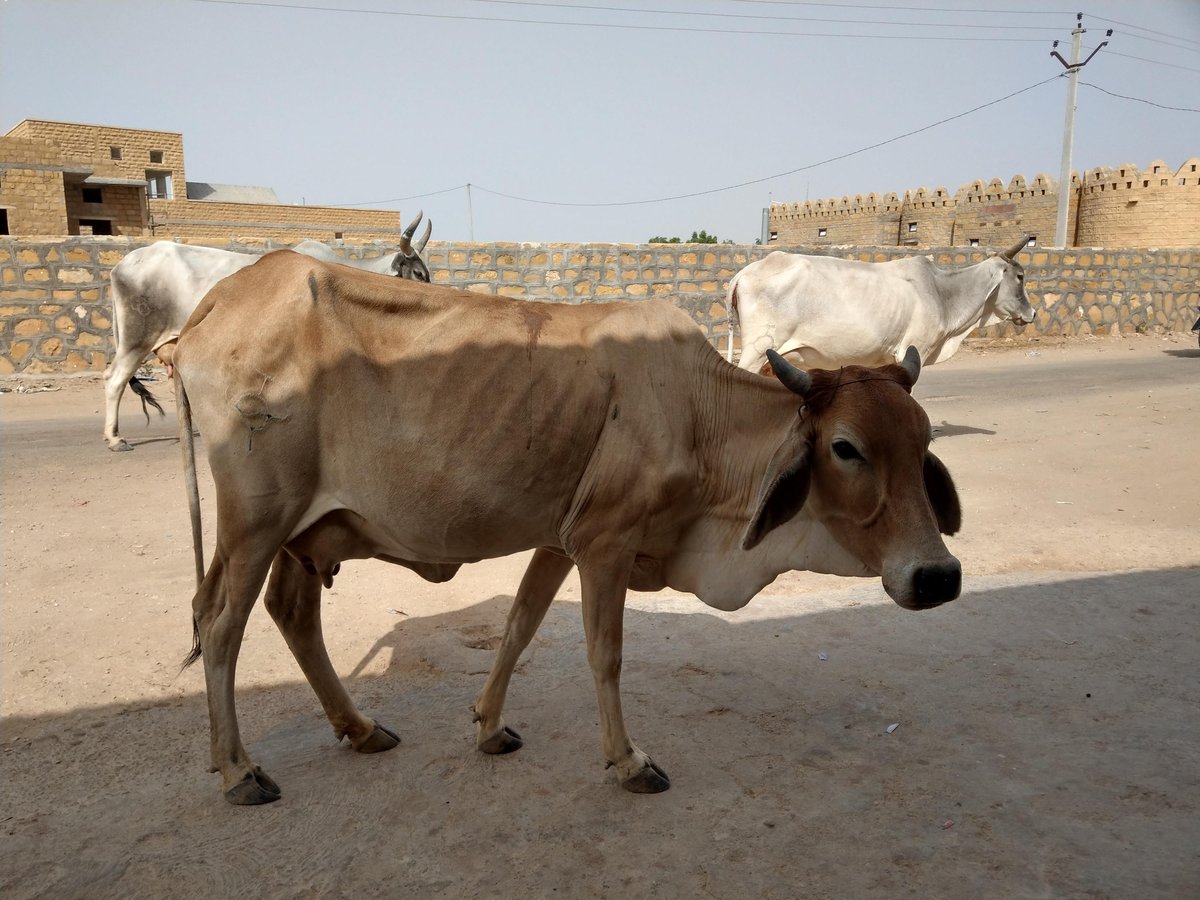 Golden Hour in Jaisalmer, Rajasthan photo 6