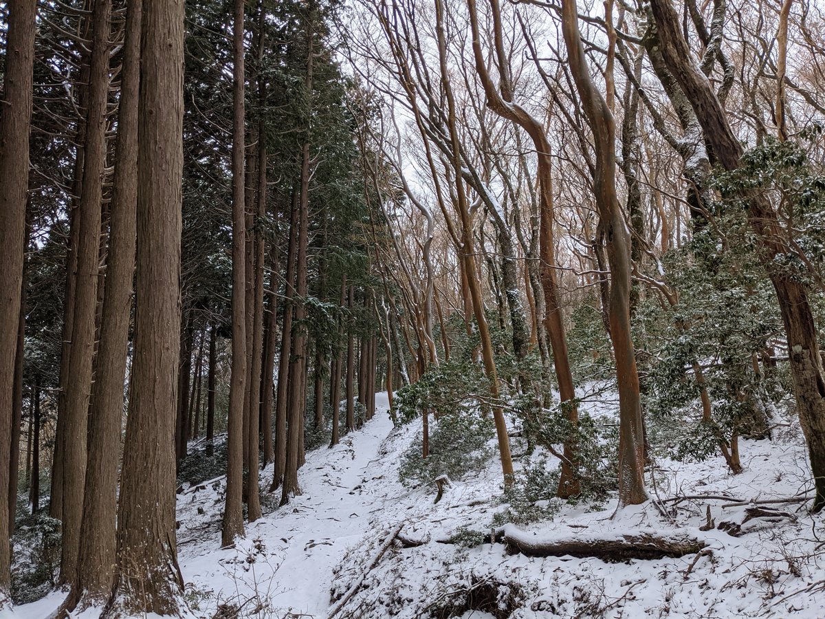 Mt. Amagi Forest Trail in Early Spring Snow, Izu (静岡県)