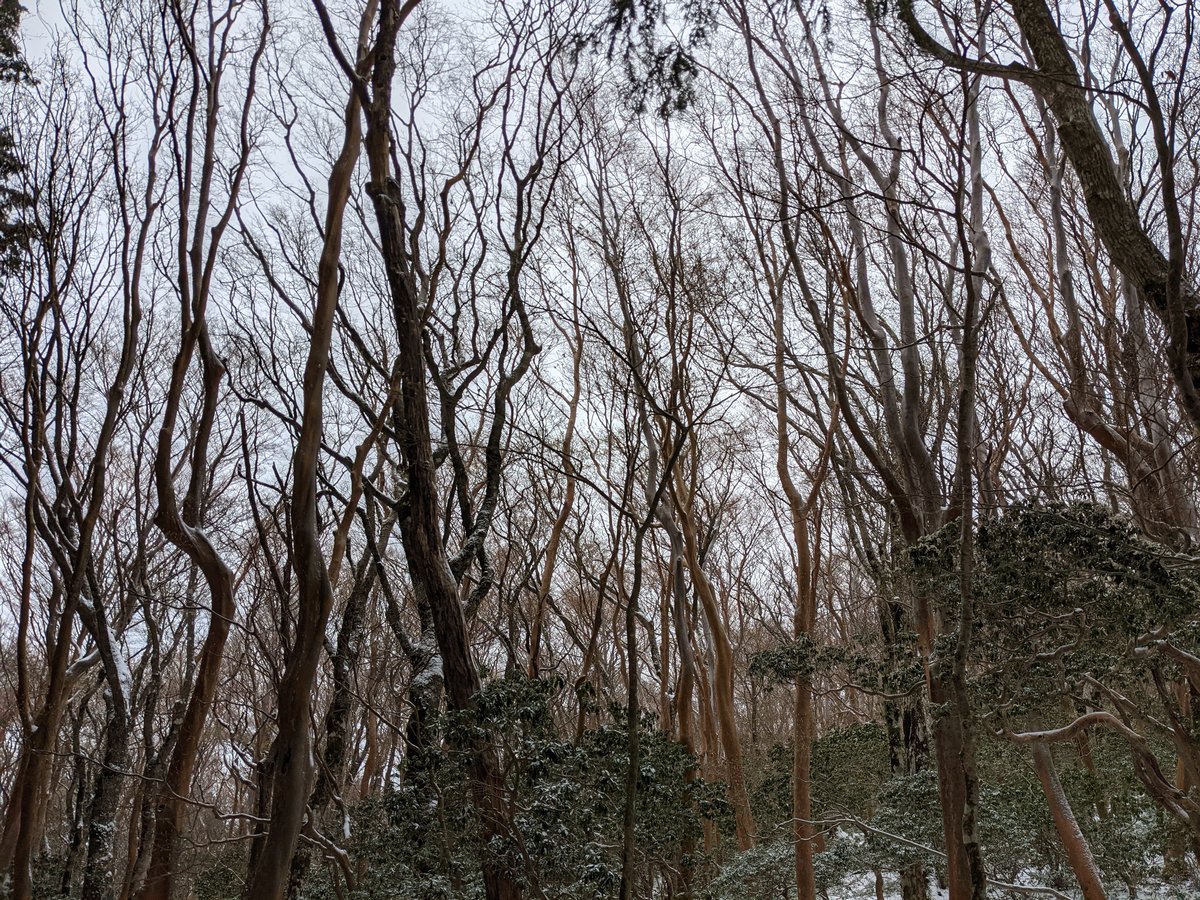 Mt. Amagi Forest Trail in Early Spring Snow, Izu (静岡県) photo 2
