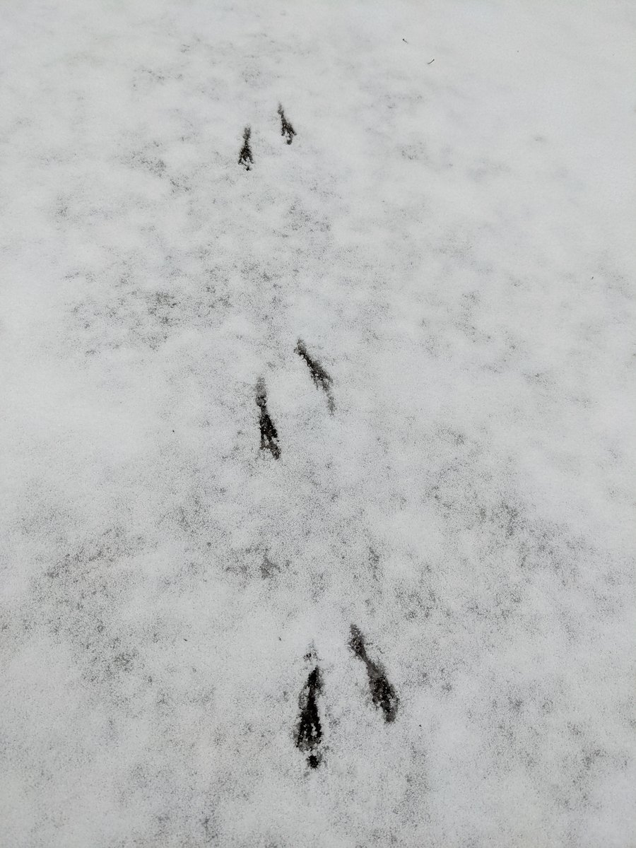 Mt. Amagi Forest Trail in Early Spring Snow, Izu (静岡県) photo 3