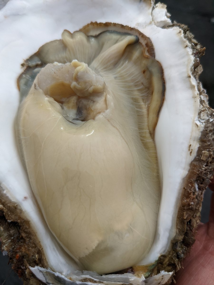 Fresh Oyster at Wada-Machi, Hitachinaka