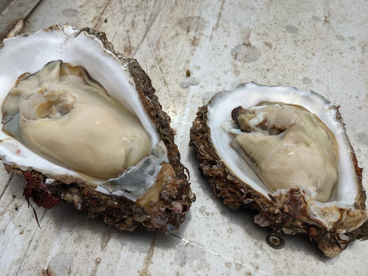 Fresh Oyster at Wada-Machi, Hitachinaka photo 2
