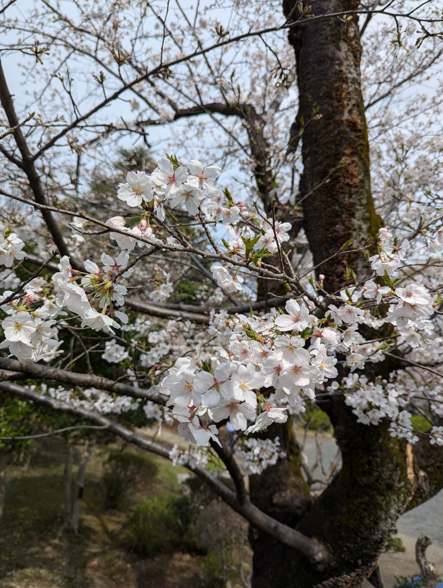 Early Sakura at Mitsuzawa-nishimachi, Yokohama photo 7